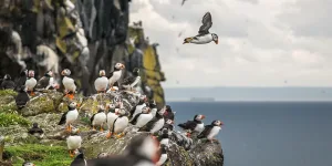 A colony of puffins standing on mossy rocks by the sea under cloudy skies.